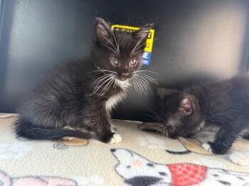 Tom -  Domestic Short Hair Cat for Adoption in Hobbs, New Mexico - Tom | PetCurious