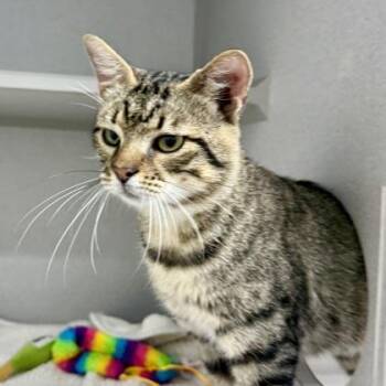 Kuka -  Domestic Short Hair Cat for Adoption in Atlanta, Georgia - Kuka | PetCurious