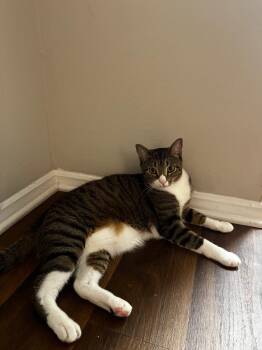 Spark24 -  Domestic Short Hair Cat for Adoption in Youngsville, North Carolina - Spark24 | PetCurious