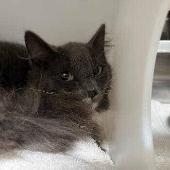 Desdemona -  Domestic Medium Hair Cat for Adoption in Bristol, Indiana - Desdemona | PetCurious