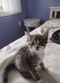 Rescue Tabby and Domestic Short Hair Cats for Adoption in Surrey, British Columbia - Kitty | PetCurious