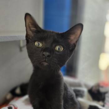 Walker -  Domestic Short Hair Cat for Adoption in Huntsville, Alabama - Walker | PetCurious