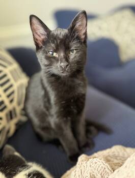 Rescue Domestic Short Hair Cats for Adoption in Hampton, Virginia - Dipper | PetCurious