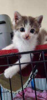 Hiccup -  Domestic Short Hair Cat Available for Adoption in Salinas, California - Hiccup | PetCurious