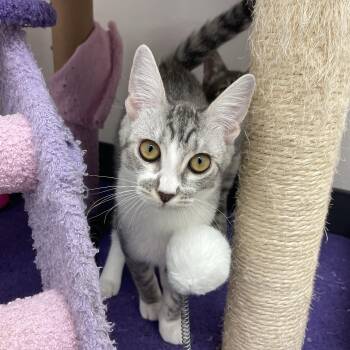 Rescue Domestic Short Hair Cats for Adoption in Antioch, California - Goomba | PetCurious