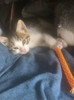 Zee-Man -  Domestic Short Hair Cat Available for Adoption in Honolulu, Hawaii - Zee-Man | PetCurious