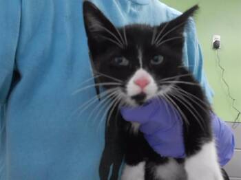 ORB -  Domestic Short Hair Cat for Adoption in Omaha, Nebraska - ORB | PetCurious