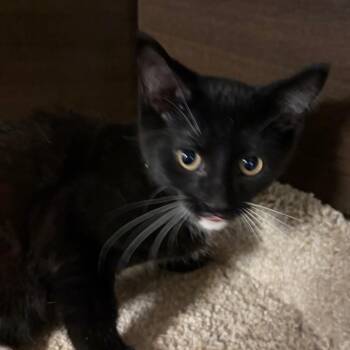 Tage -  Domestic Short Hair Cat for Adoption in Buffalo, New York - Tage | PetCurious