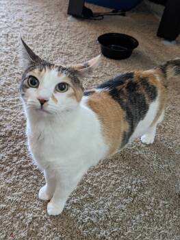 Rescue Domestic Short Hair Cats for Adoption in West Columbia, South Carolina - REDUCED FEE- Mirabel | PetCurious