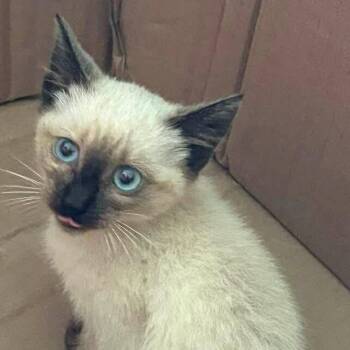 FOSTER NEEDED - Samantha -  Siamese Cat for Adoption - FOSTER NEEDED - Samantha | PetCurious