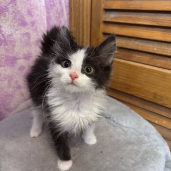 Winnie -  Domestic Medium Hair Cat for Adoption in Grantsville, Utah - Winnie | PetCurious