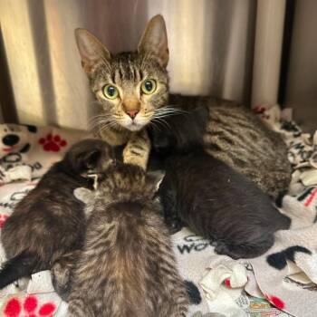 Sky C11767 -  Domestic Short Hair Cat for Adoption - Sky C11767 | PetCurious