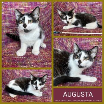 Augusta -  Domestic Short Hair Cat for Adoption in Corpus Christi, Texas - Augusta | PetCurious