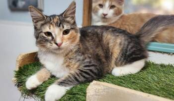 Kitten 27876 (Summer) -  Calico Cat for Adoption in Parlier, California - Kitten 27876 (Summer) | PetCurious
