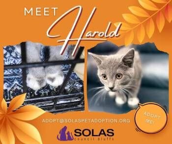 Rescue Domestic Short Hair Cats for Adoption in Council Bluffs, Iowa - Harold, Marold, And Gerald  --  (ck) | PetCurious