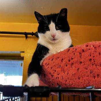 Rosie -  Domestic Short Hair Cat for Adoption - Rosie | PetCurious