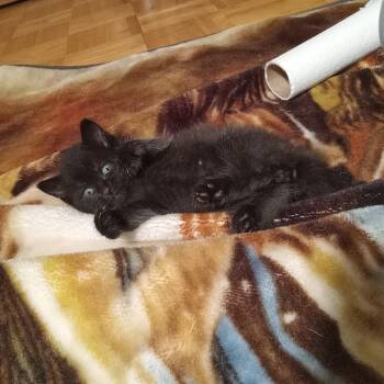 Comet -  Domestic Short Hair Cat for Adoption in Ruckersville, Virginia - Comet | PetCurious