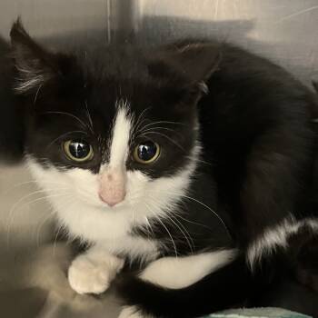 Rescue Domestic Short Hair Cats for Adoption in Grand Rapids, Michigan - Lilypond - Chow Hound Knapp's Corner | PetCurious