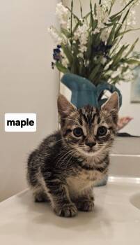 Domestic Short Hair Cats Available for Adoption in Seven Valleys, Pennsylvania - Maple Tabby Black Swirl | PetCurious