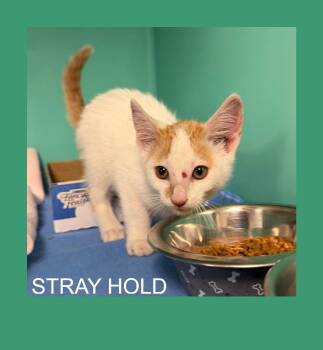 SHIA-Stray-3078 -  Domestic Short Hair Cat for Adoption in Owosso, Michigan - SHIA-Stray-3078 | PetCurious