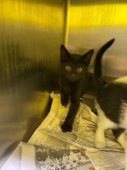 Howl -  Domestic Short Hair Cat for Adoption in Jackson, Tennessee - Howl | PetCurious
