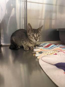 Erie -  Domestic Short Hair Cat for Adoption in Cleveland, Ohio - Erie | PetCurious