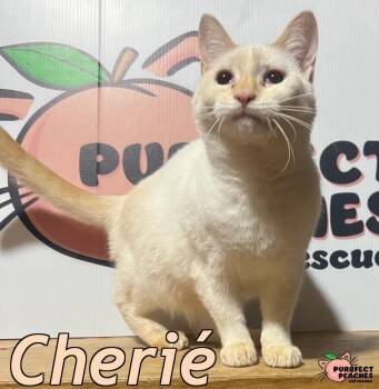 Rescue Siamese and Domestic Short Hair Cats for Adoption in Douglasville, Georgia - Cheri | PetCurious