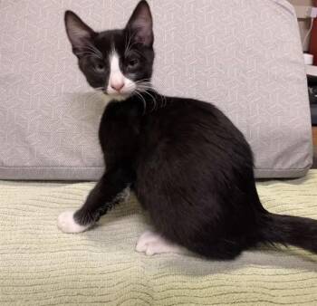 TAO -  Domestic Short Hair Cat for Adoption in Modesto, California - TAO | PetCurious