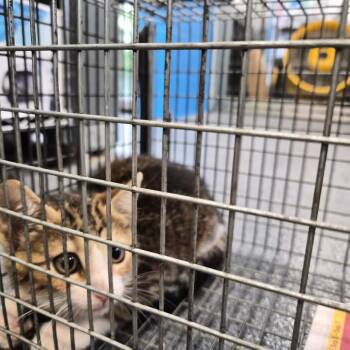 Montgomery Kitty 112 -  Domestic Short Hair Cat for Adoption in Montgomery, Alabama - Montgomery Kitty 112 | PetCurious