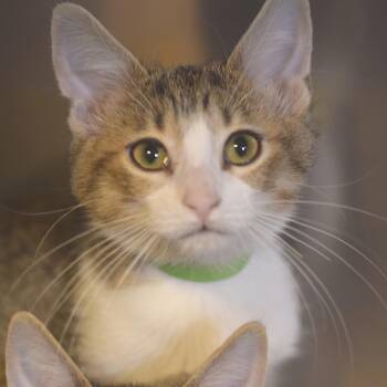 Flint -  Domestic Short Hair Cat for Adoption in Belleville, Illinois - Flint | PetCurious