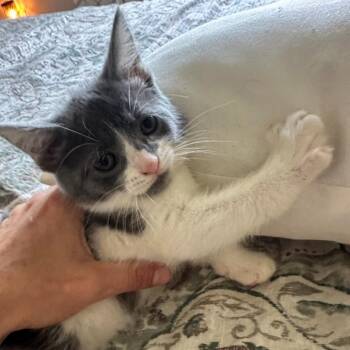 Luna -  Domestic Short Hair Cat for Adoption in Melbourne, Kentucky - Luna | PetCurious