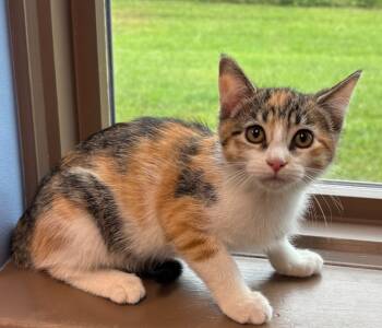 Rescue Domestic Short Hair Cats for Adoption in Little Rock, Arkansas - Celine | PetCurious