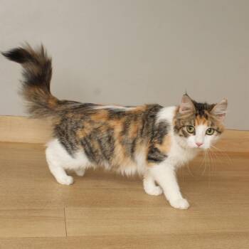 Confetti C70518 -  Domestic Medium Hair Cat for Adoption in Minnetonka, Minnesota - Confetti C70518 | PetCurious