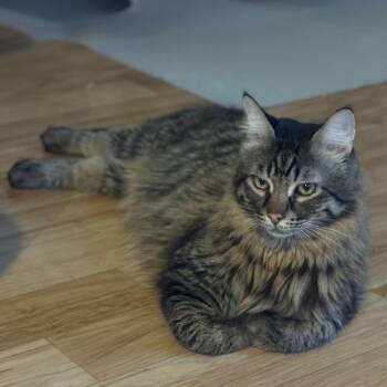 Rescue Domestic Long Hair and Maine Coon Cats for Adoption in Tucson, Arizona - Johnny | PetCurious