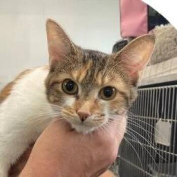Domestic Short Hair Cats Available for Adoption in Naperville, Illinois - Serra | PetCurious