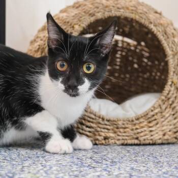 Sissy -  Domestic Short Hair Cat for Adoption in Newport Beach, California - Sissy | PetCurious