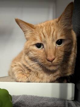 Beef Wellington and Porkchop -  Domestic Medium Hair Cat for Adoption in Phoenix, Arizona - Beef Wellington And Porkchop | PetCurious