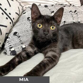 Rescue Domestic Short Hair Cats for Adoption in Toronto, Ontario - Mia | PetCurious