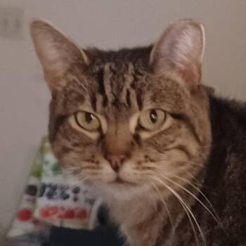 Tabby and Domestic Short Hair Cats Available for Adoption in San Jose, California - Fortune | PetCurious