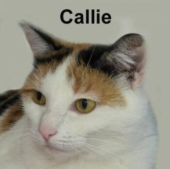 Callie Newm. (sweet calico - loves attention from people) -  Domestic Short Hair and Calico Cat for Adoption in Stowe, Pennsylvania - Callie Newm. (sweet Calico - Loves Attention From People) | PetCurious