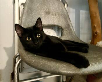 Mr Bean -  Bombay and Domestic Short Hair Cat for Adoption in Mission Viejo, California - Mr Bean | PetCurious
