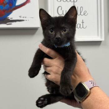 Bingo -  Domestic Short Hair Cat for Adoption in Spring Hill, Kansas - Bingo | PetCurious