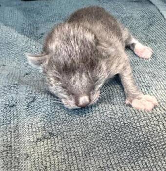 Domestic Short Hair Cats Available for Adoption - 60684273 | PetCurious