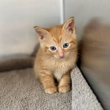 Domestic Short Hair Cats Available for Adoption in Council Bluffs, Iowa - Armand | PetCurious