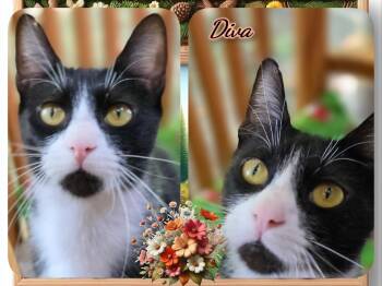 Domestic Short Hair Cats Available for Adoption in Corinth, New York - Diva | PetCurious