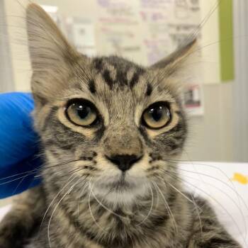 110382 -  Domestic Medium Hair Cat for Adoption in Las Cruces, New Mexico - 110382 | PetCurious