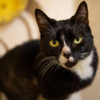 Rescue Domestic Short Hair Cats for Adoption in Kailua-kona, Hawaii - Kuro | PetCurious