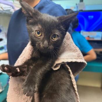Domestic Short Hair Cats Available for Adoption in Pasadena, California - Mewpiter | PetCurious
