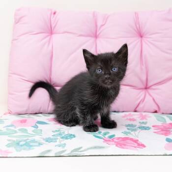 Domestic Medium Hair Cats Available for Adoption - Blizzard  | PetCurious