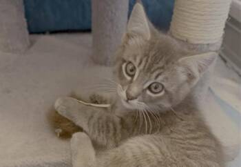 Domestic Short Hair Cats Available for Adoption in Palo Alto, California - OZ | PetCurious